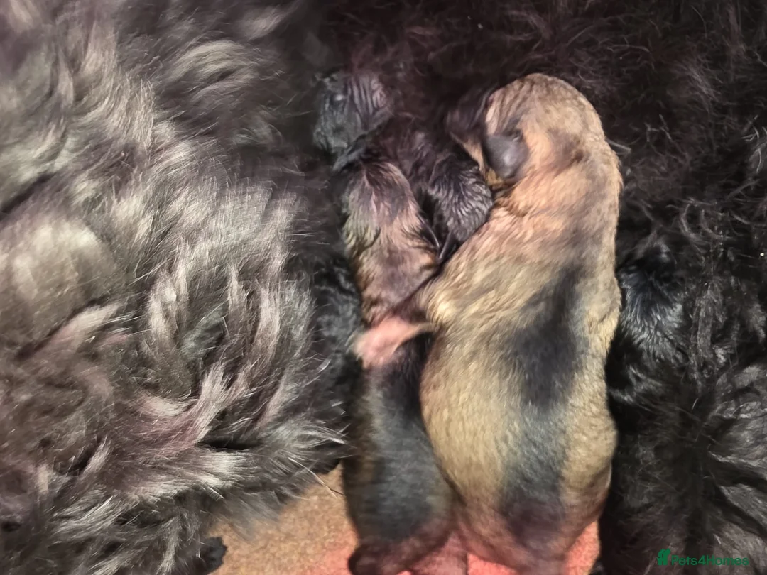 Mixed Breed dogs for sale: Intelligent & Loyal Shepadoodle Puppies - Advert 14