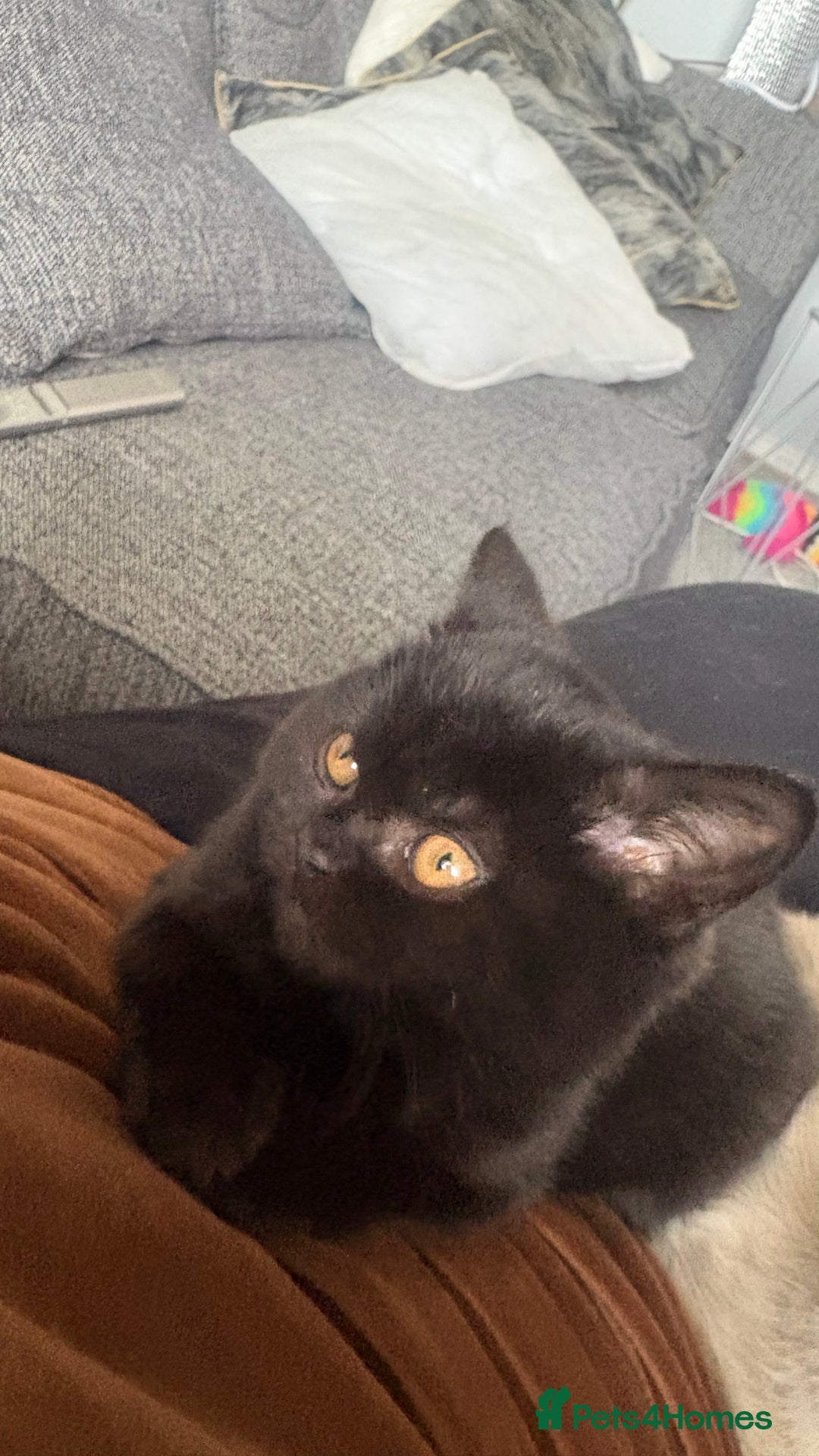 British Shorthair cats for sale: GCCF Registered 5 Generation British Shorthair - Advert 24