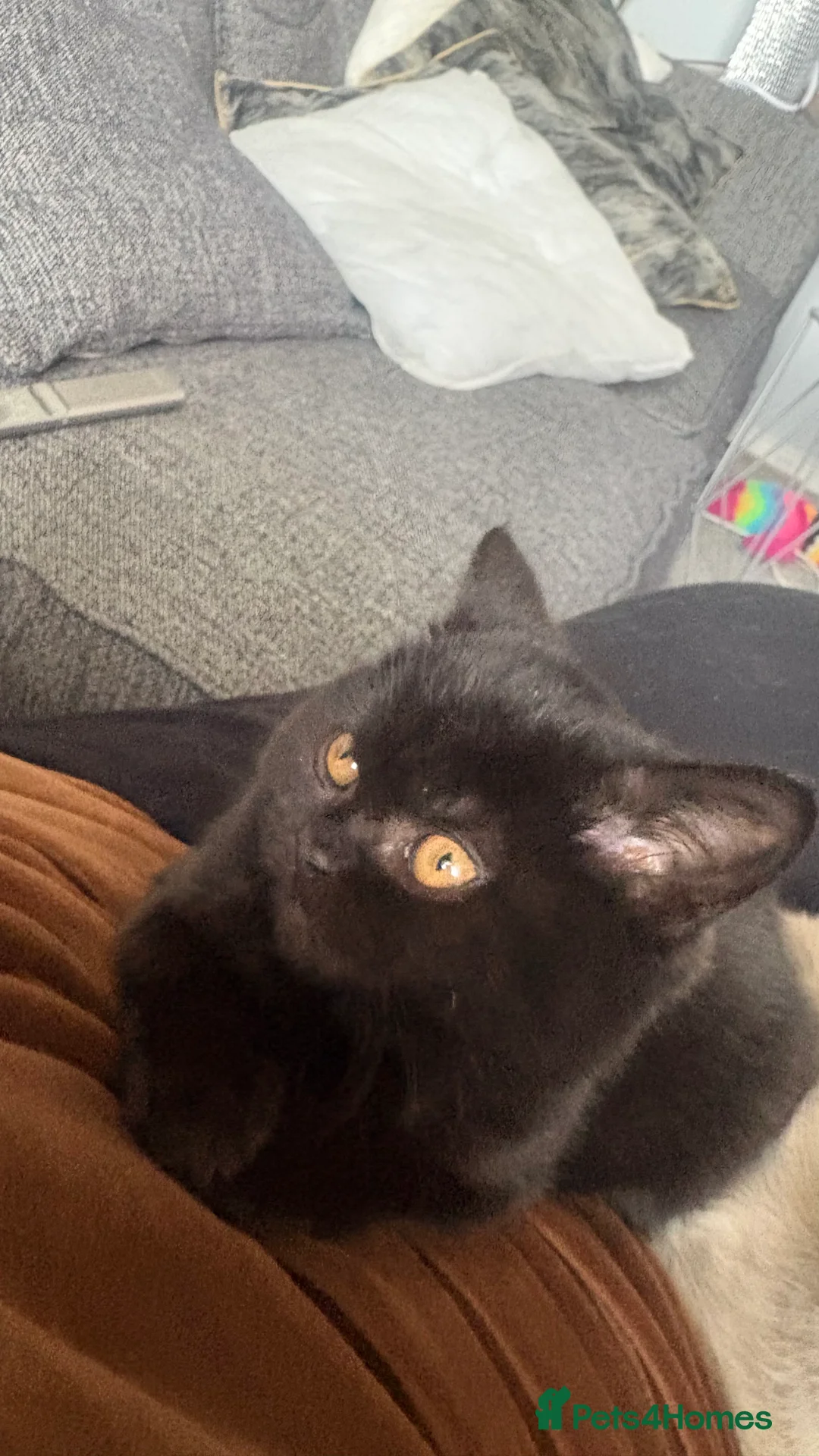 British Shorthair cats for sale: GCCF Registered 5 Generation British Shorthair - Advert 24