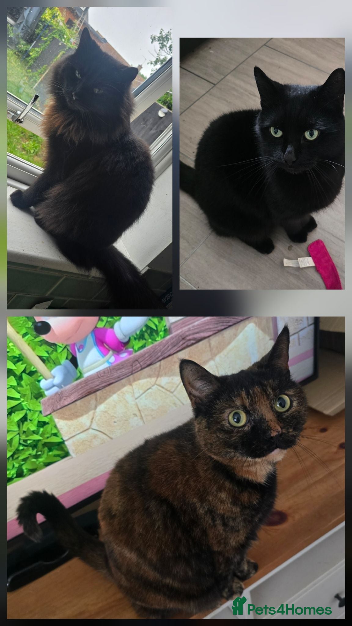 British Longhair cats 3 siblings looking for a home - Advert 3