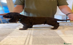 Cocker Spaniel dogs for sale: KC Reg Cocker Spaniels ready next week! Choc/black - Image 12