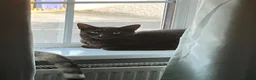 Mixed Breed cats for sale:  **  twin brothers  in Barnsley - Advert 6