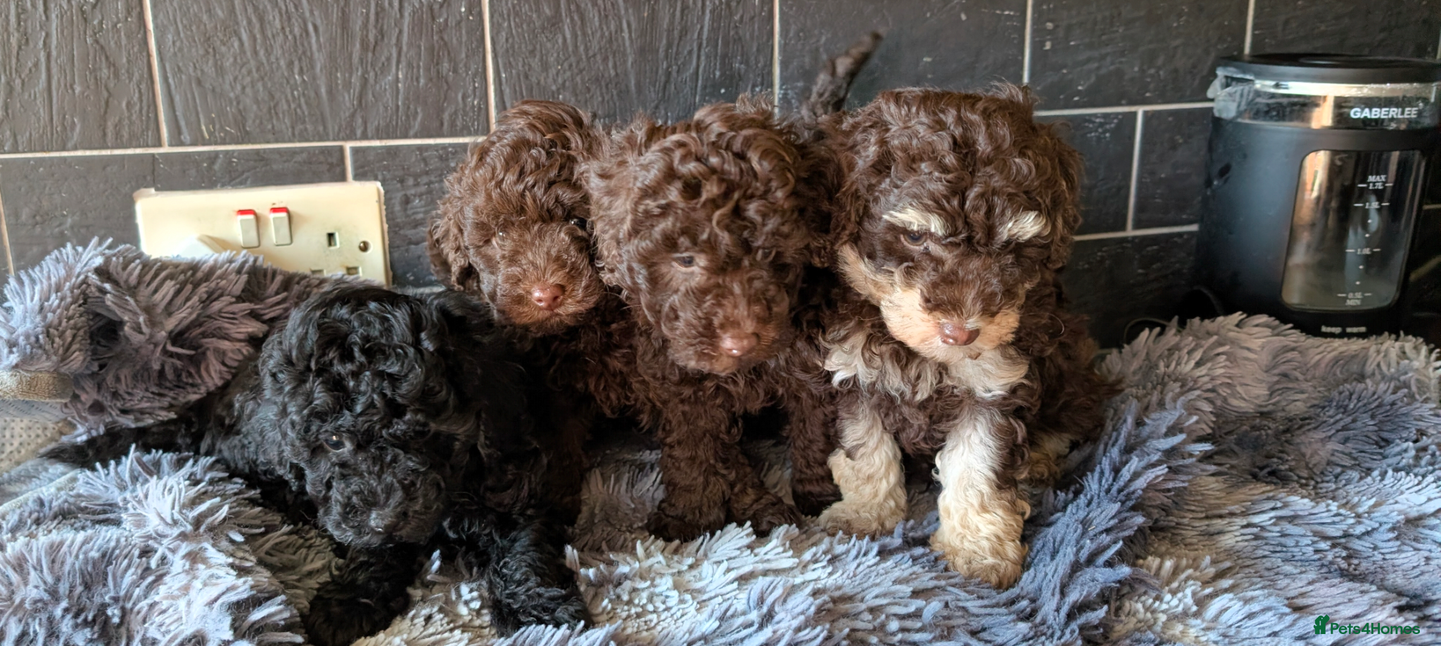 Labradoodle dogs 🐾adorable F1BB Mini Labradoodle Pups🐾  - Advert 1