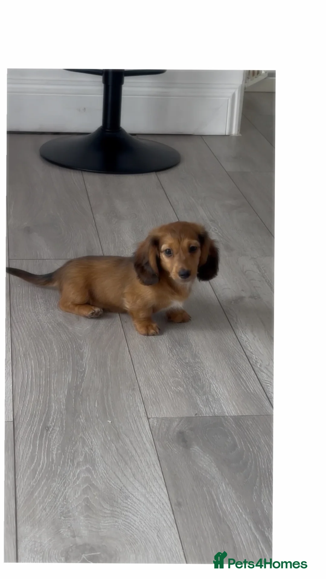 Miniature Dachshund dogs for sale: REDUCED gorgeous shaded cream female ready now  - Advert 2