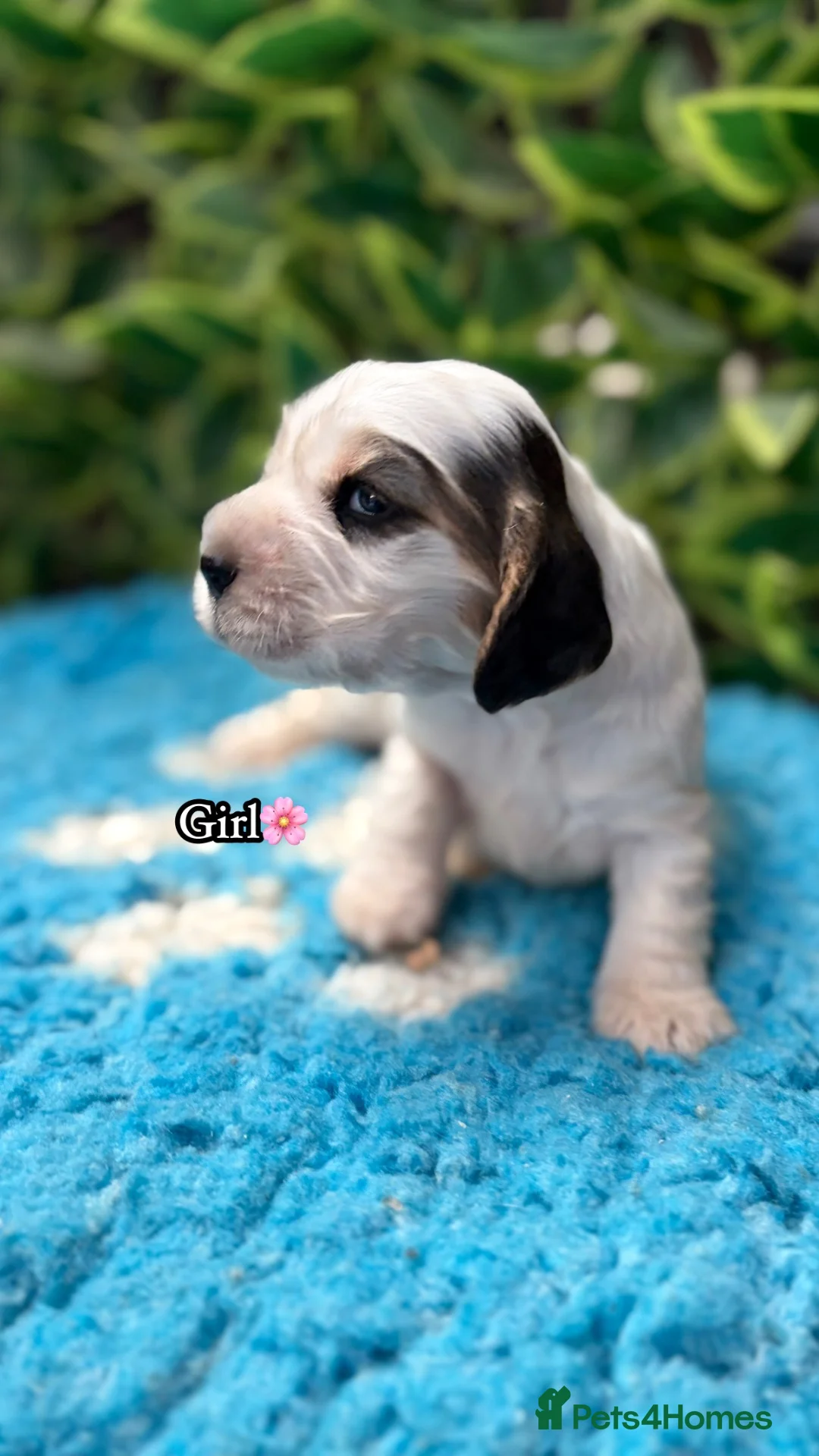 Cocker Spaniel dogs for sale: 🏆 Award Winning 🏆 - Advert 1