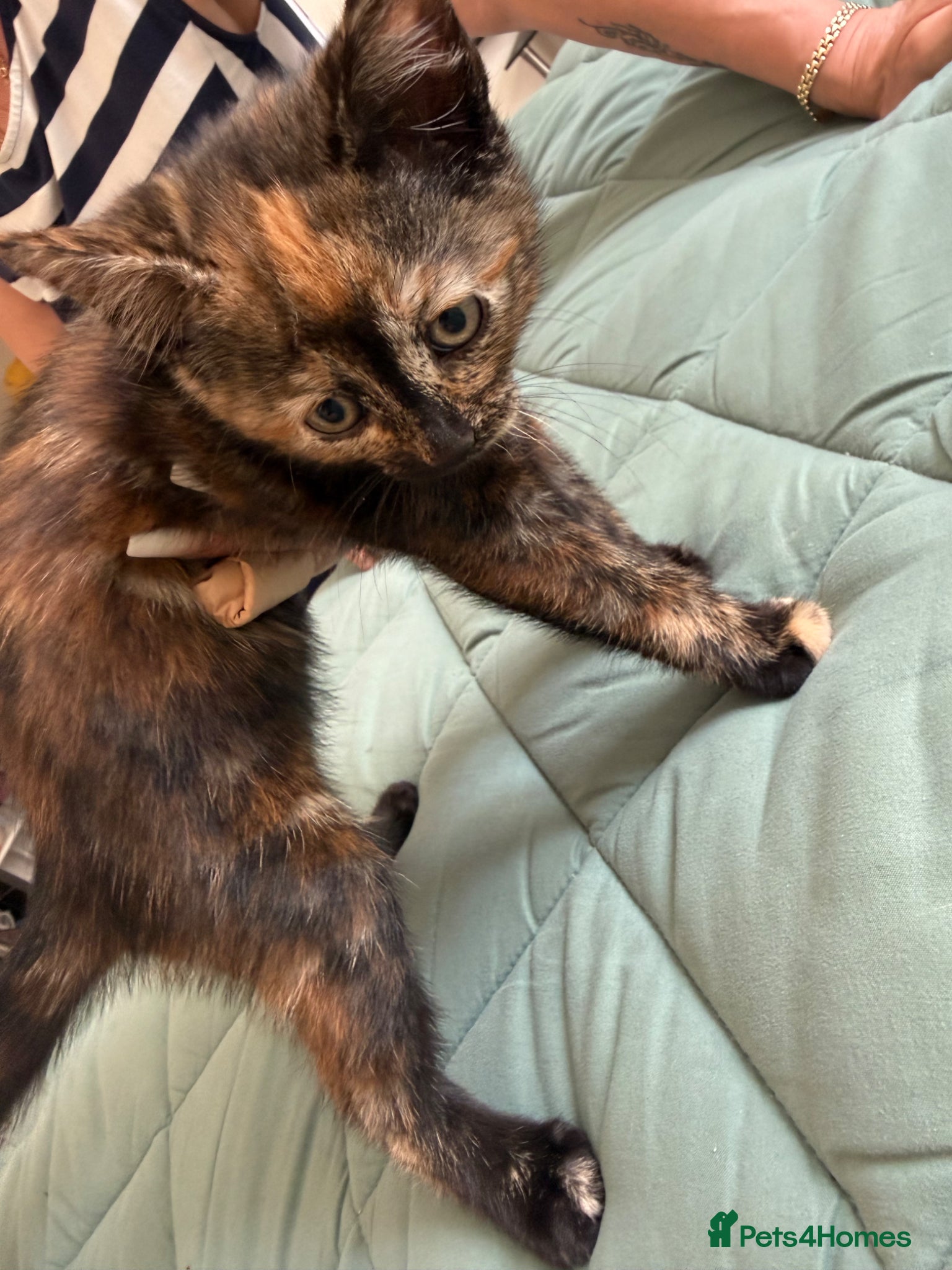 Mixed Breed cats for sale: Kittens for sale READY NOW in Brandon - Advert 24