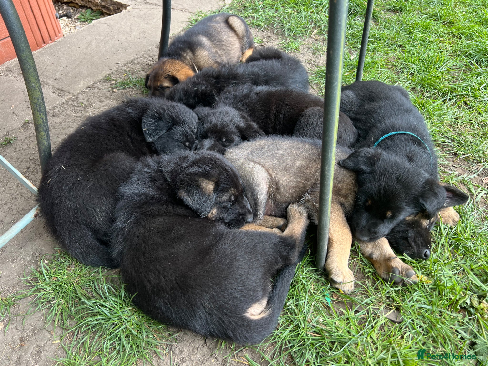 German Shepherd dogs Straight Back w/line German Shepherd puppies - Advert 2