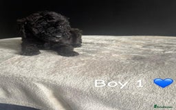 Cockapoo dogs for sale: F1 Cockapoo Puppies. - Image 8
