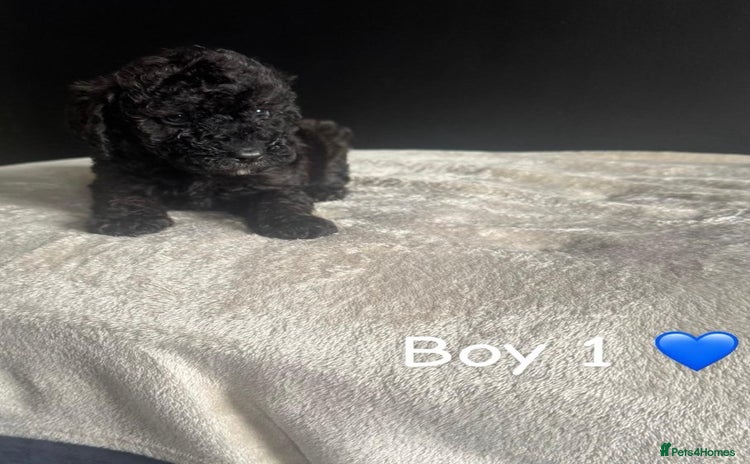 Cockapoo dogs - Advert 9