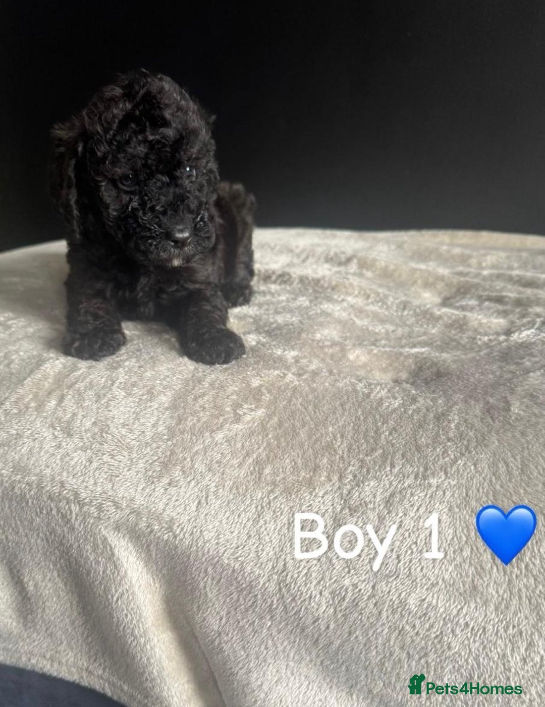Cockapoo dogs for sale: F1 Cockapoo Puppies. - Image 8