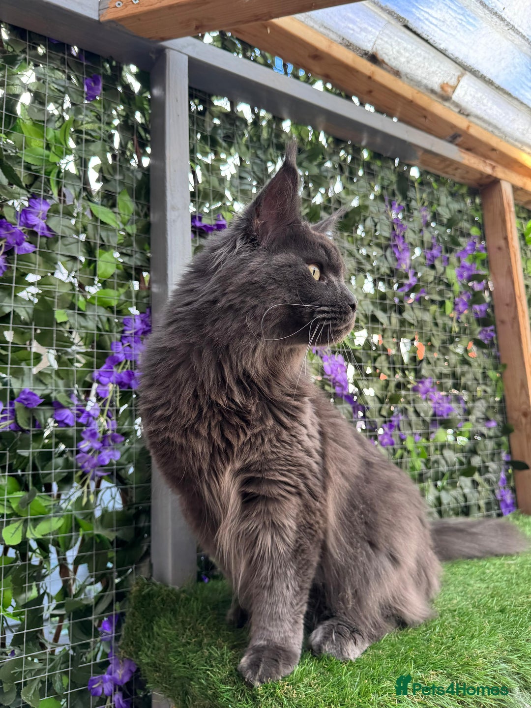 Maine Coon cats for sale: Giant Maine Coon! 20+ Generation Champion Heritage - Image 6