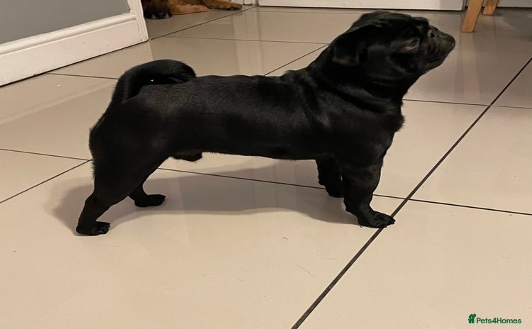 Pug dogs in Rochester - Advert 3