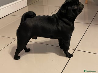 Pug dogs in Rochester - Advert 4