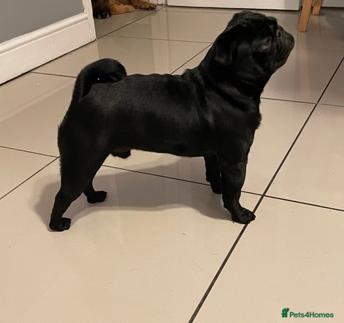 Pug dogs in Rochester - Advert 1