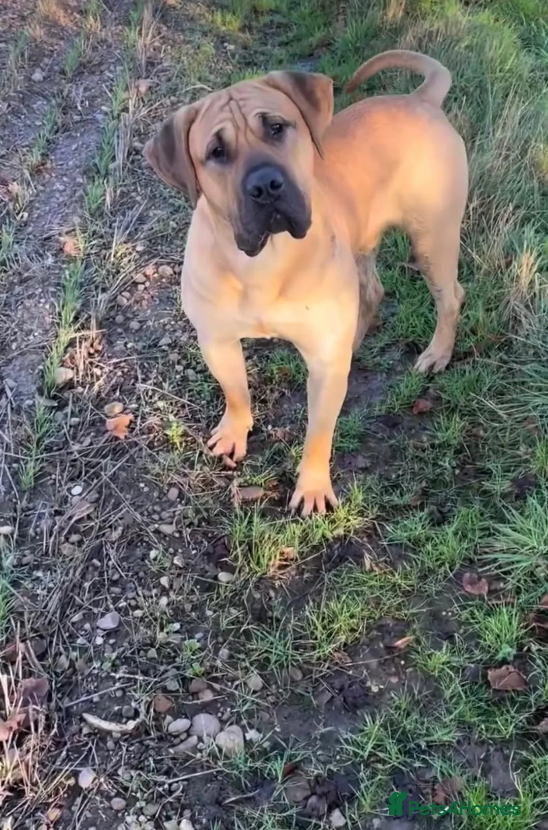 Presa Canario dogs for sale: 🏆 Champion Bloodline Presa Canario – Fawn Male 🐾 - Advert 8