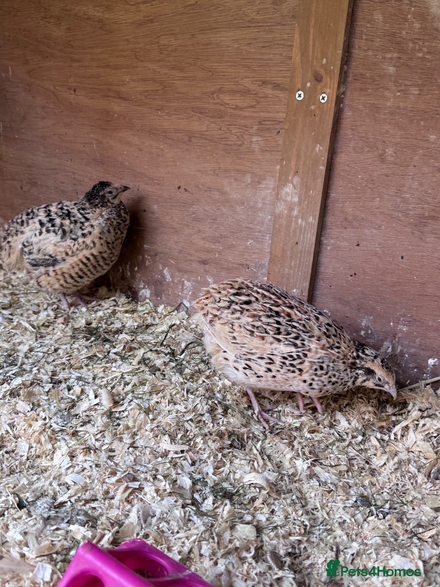 Quail poultry Quails  - Advert 13