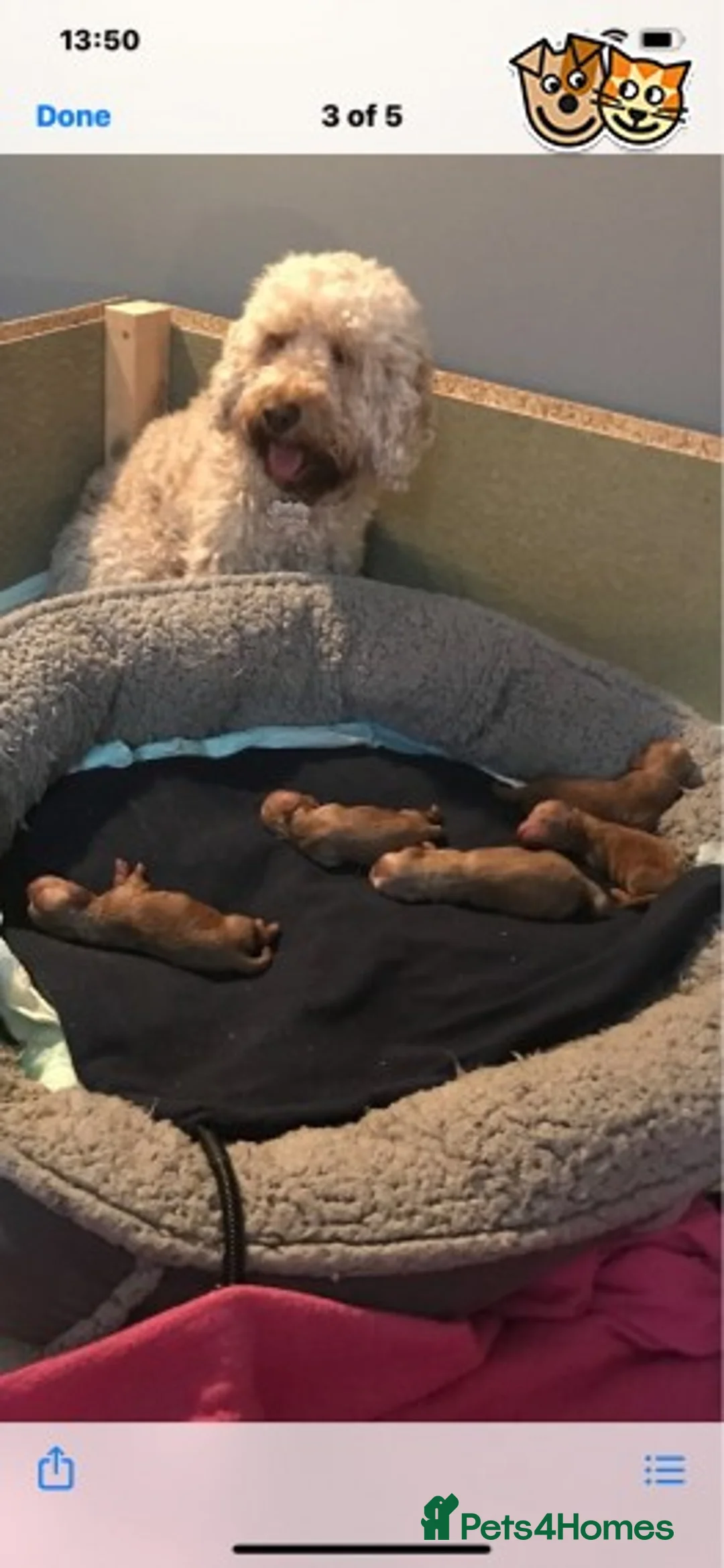 Toy Poodle dogs for stud: KC (FULLY HEALTH TESTED )RED TOY POODLE STUD in Galston - Advert 16