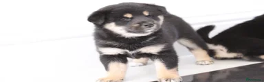 Japanese Shiba Inu 4