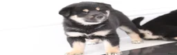 Japanese Shiba Inu dogs for sale: EXCEPTIONAL SHIBA INU PUPPIES OUTSTANDING QUALITY - Advert 10