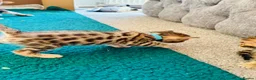 Bengal cats for sale: Amazing Bengal Kittens for sale  - Advert 11