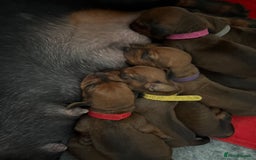 Dachshund dogs for sale: Ready now! Dachshund puppy/sausage dog 1 girl left - Image 11