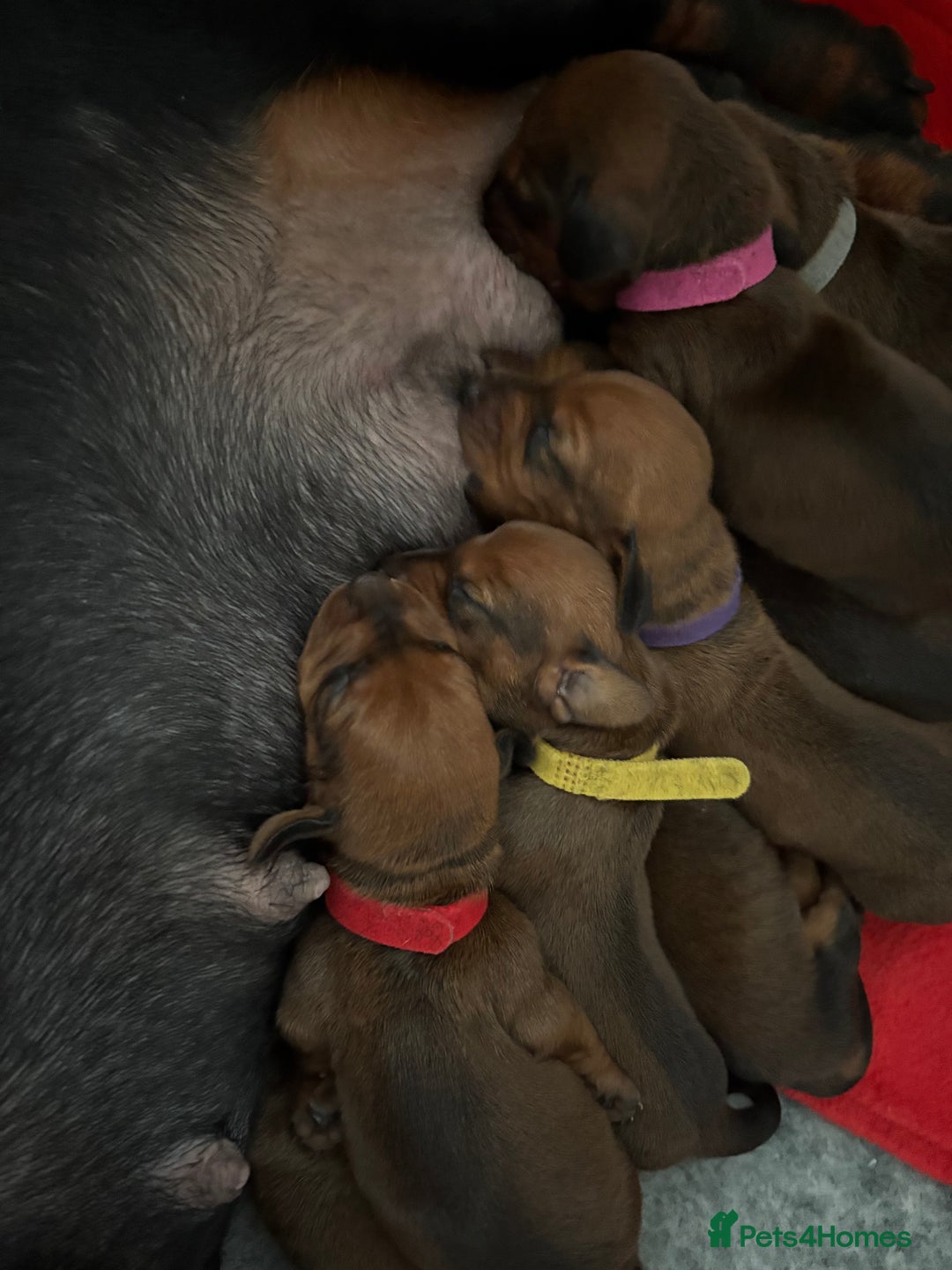 Dachshund dogs for sale: Ready now! Dachshund puppy/sausage dog 1 girl left - Image 11