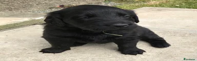 Flat coated Retriever 5