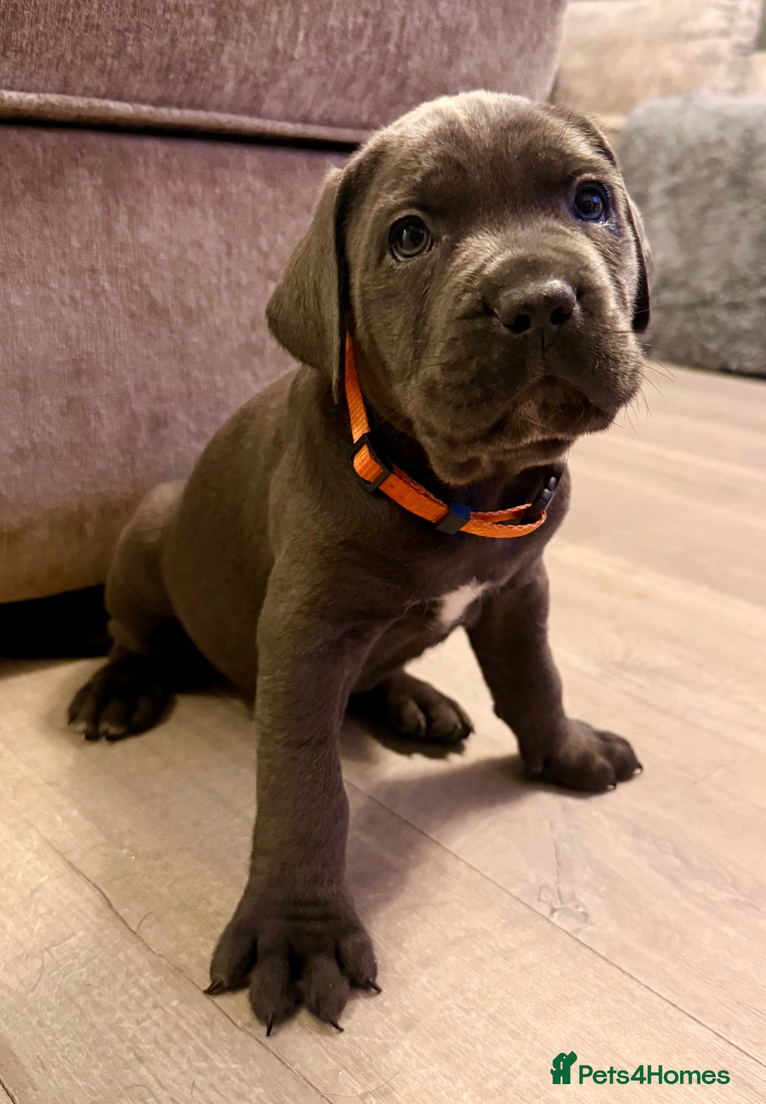 Cane Corso dogs for sale: Exceptional, Champion Bloodline Cane Corso Puppies - Advert 38