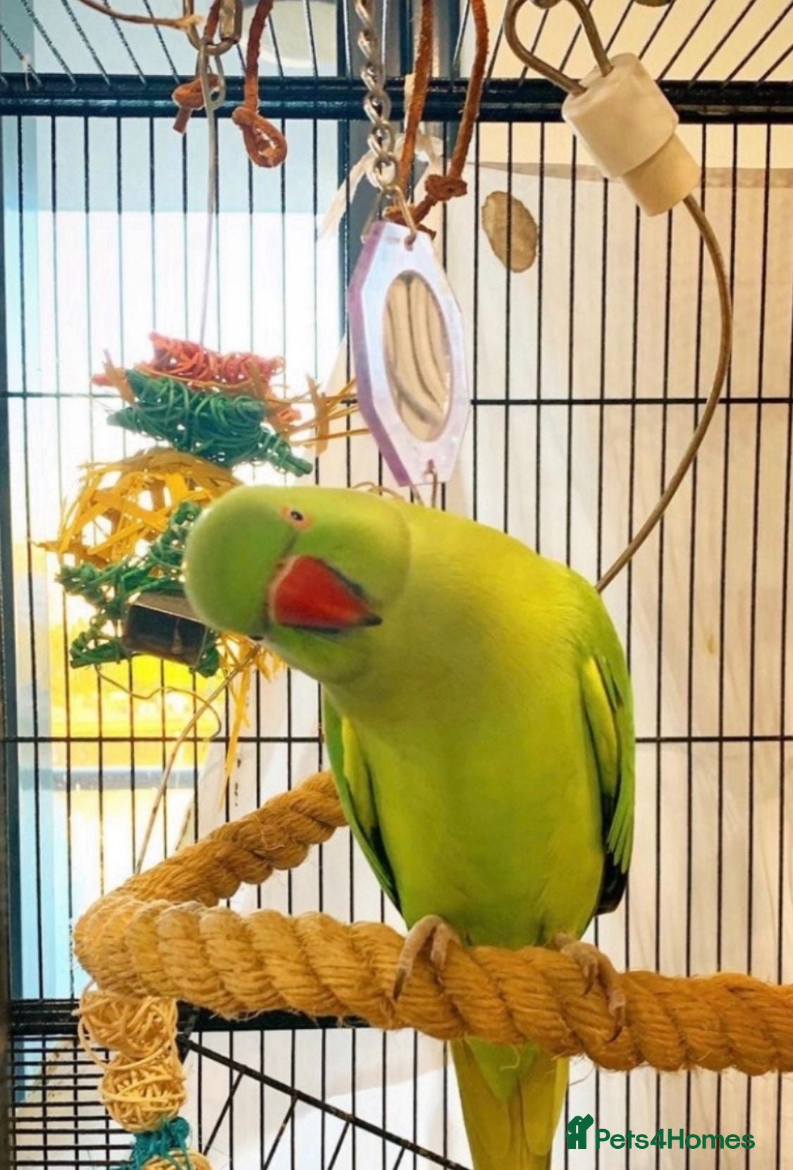 Parrots birds Baby blue tamed Quaker talking parrot  - Advert 17