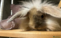 Mini Lion Lop rabbits for sale: Lovely litter of mini lion lop rabbits for sale  - Image 3
