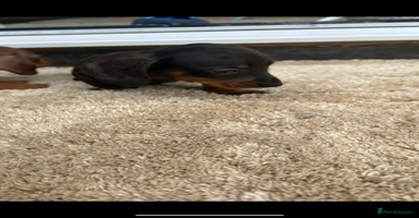 Miniature Dachshund dogs - Advert 12