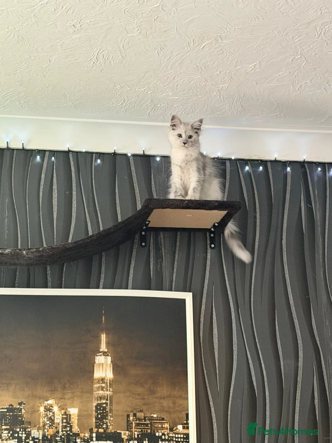 Maine Coon cats for sale: 1 stunning Female left  in Chard - Advert 4