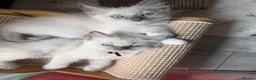 Ragdoll cats for sale: 2 gorgeous males  - Advert 2