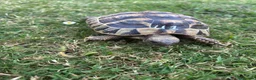 Hermann Tortoise reptiles for sale: Various Ages of Hermann Tortoises in Bridgwater - Advert 14
