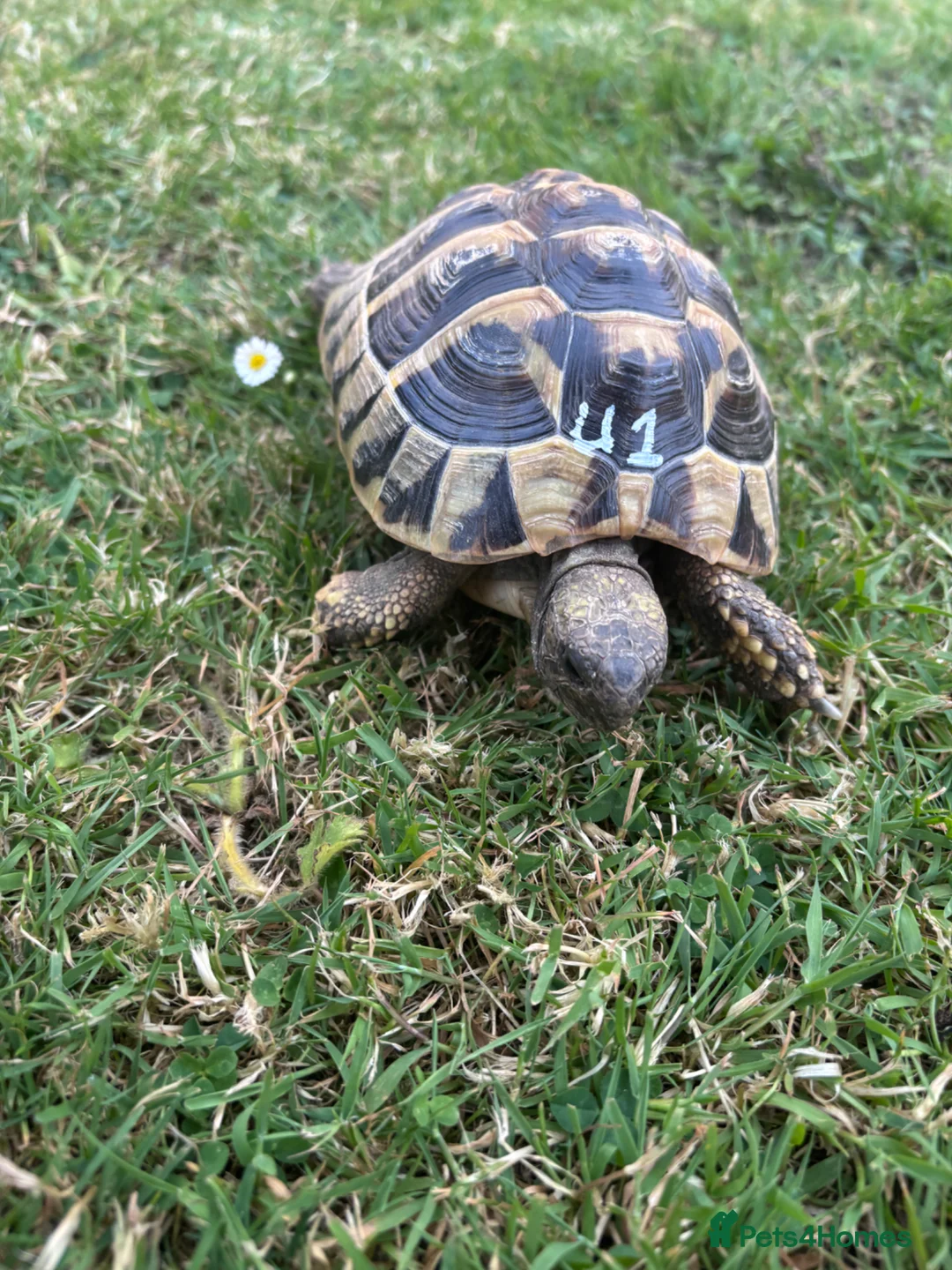 Hermann Tortoise reptiles for sale: Various Ages of Hermann Tortoises in Bridgwater - Advert 14
