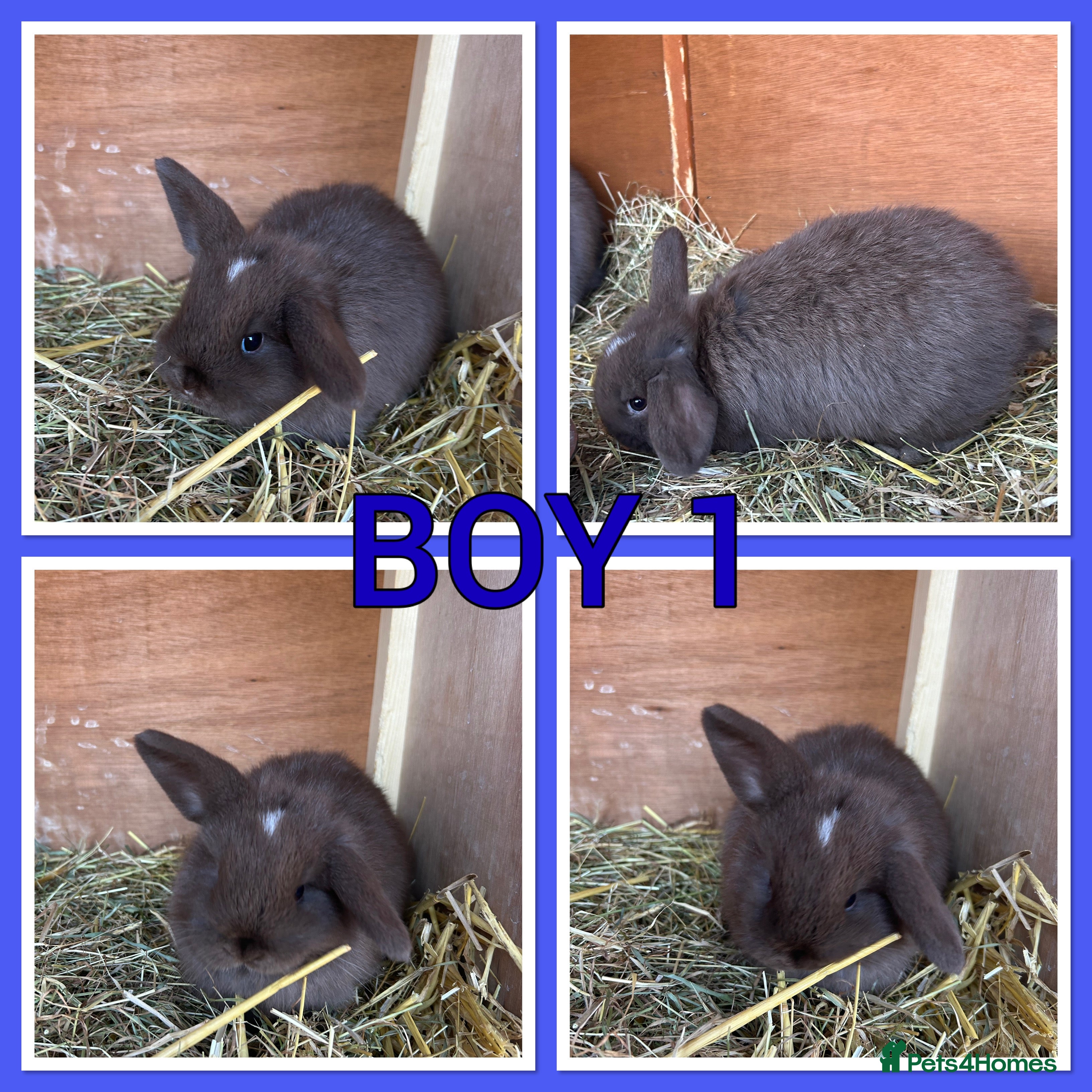 Mini Lop rabbits Pure mini lop babies  - Advert 9