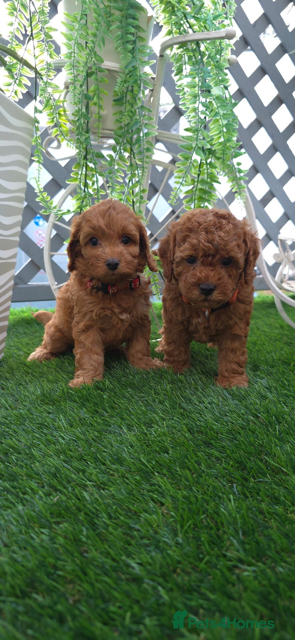 Cavapoo dogs 🌟HEALTH TESTED TOY CAVAPOO F1B - Advert 2