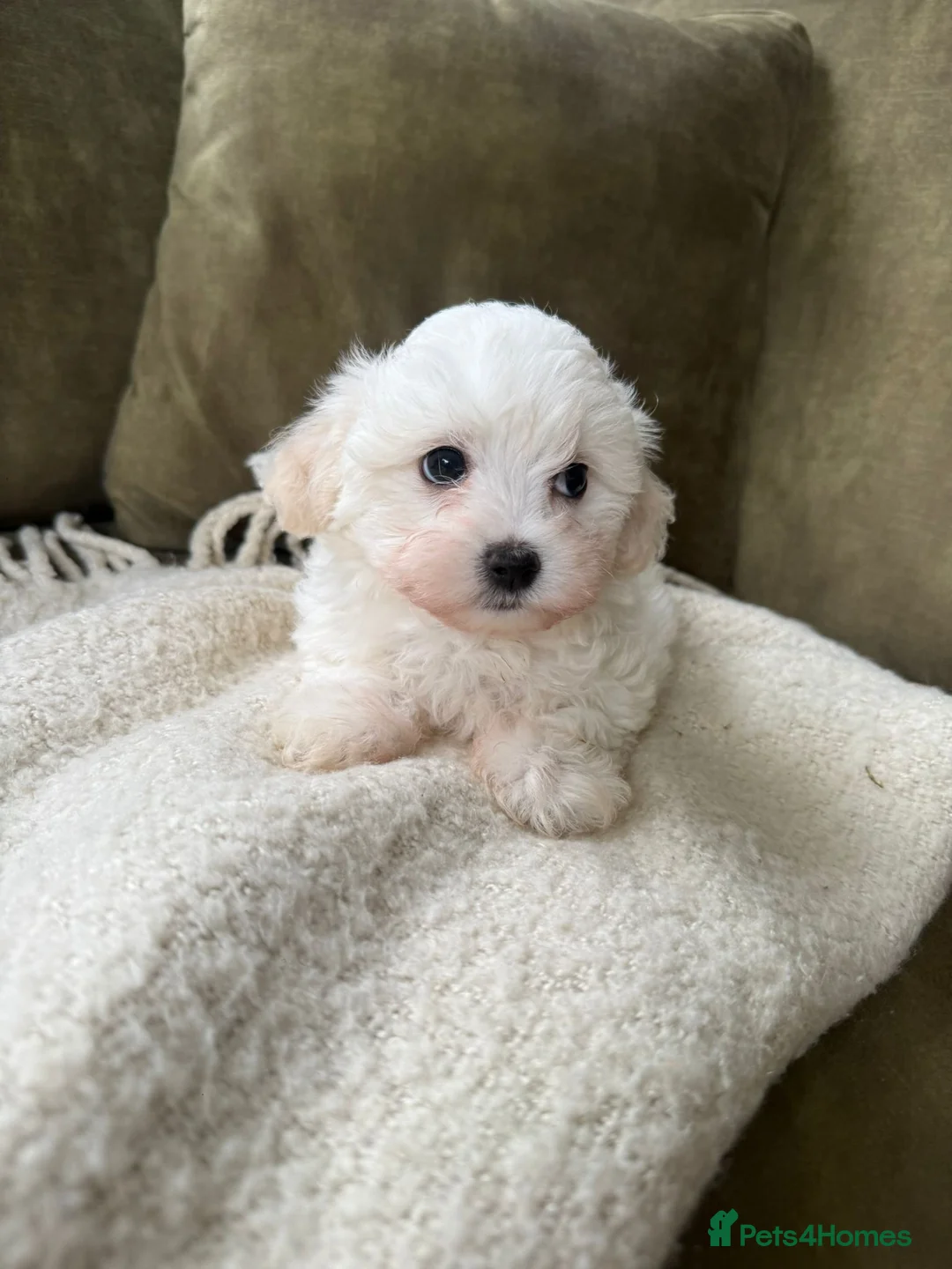 Mixed Breed dogs for sale: Maltichon Teddy Bear Puppies  - Advert 6