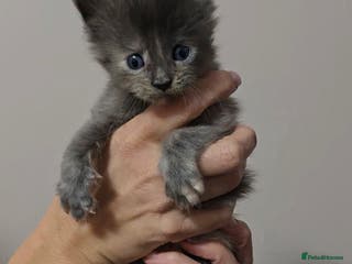 Maine Coon cats GCCF Maine Coon Kittens - Advert 8