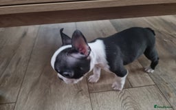 Boston Terrier dogs for sale: Boston Terrier pups - Image 23
