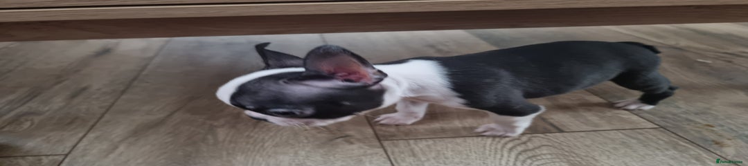 Boston Terrier boy