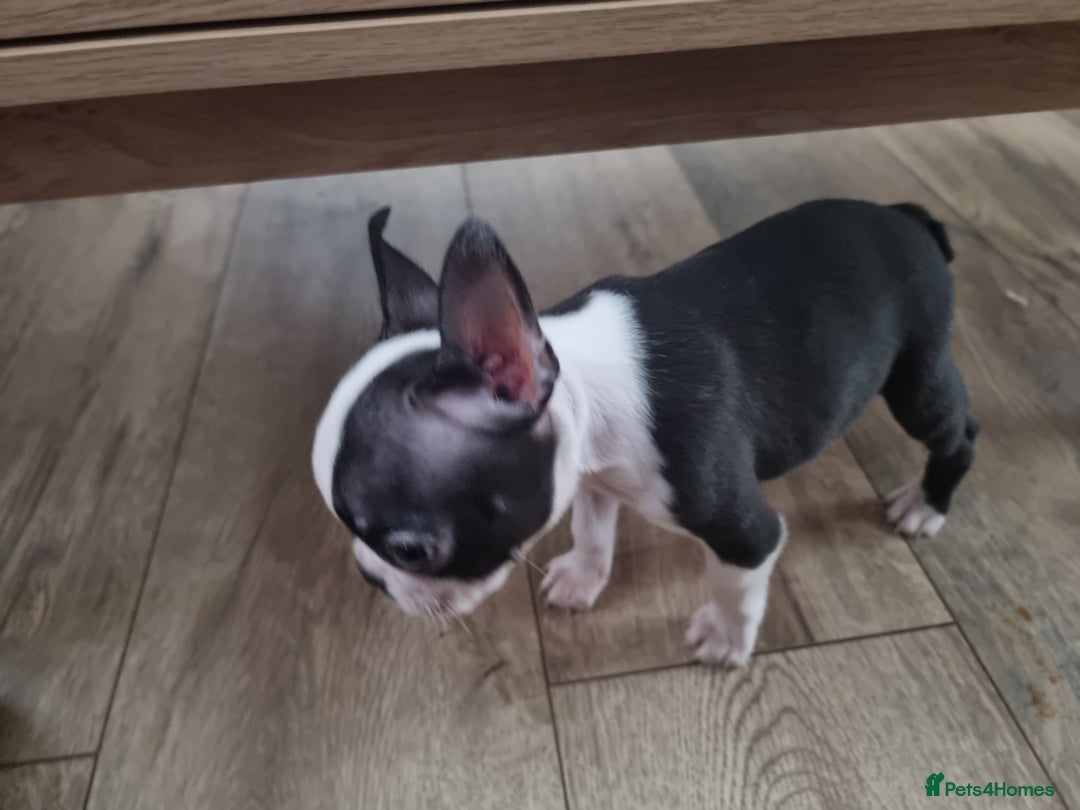 Boston Terrier dogs for sale: Boston Terrier pups - Image 23