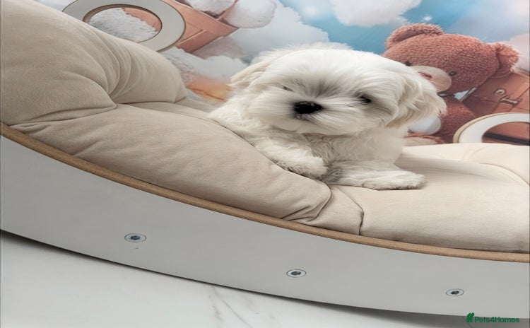 Maltese dogs - Advert 1