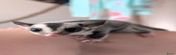 Sugar Glider rodents for sale: Mosaic Ringtail Female Sugar glider joey - Advert 7