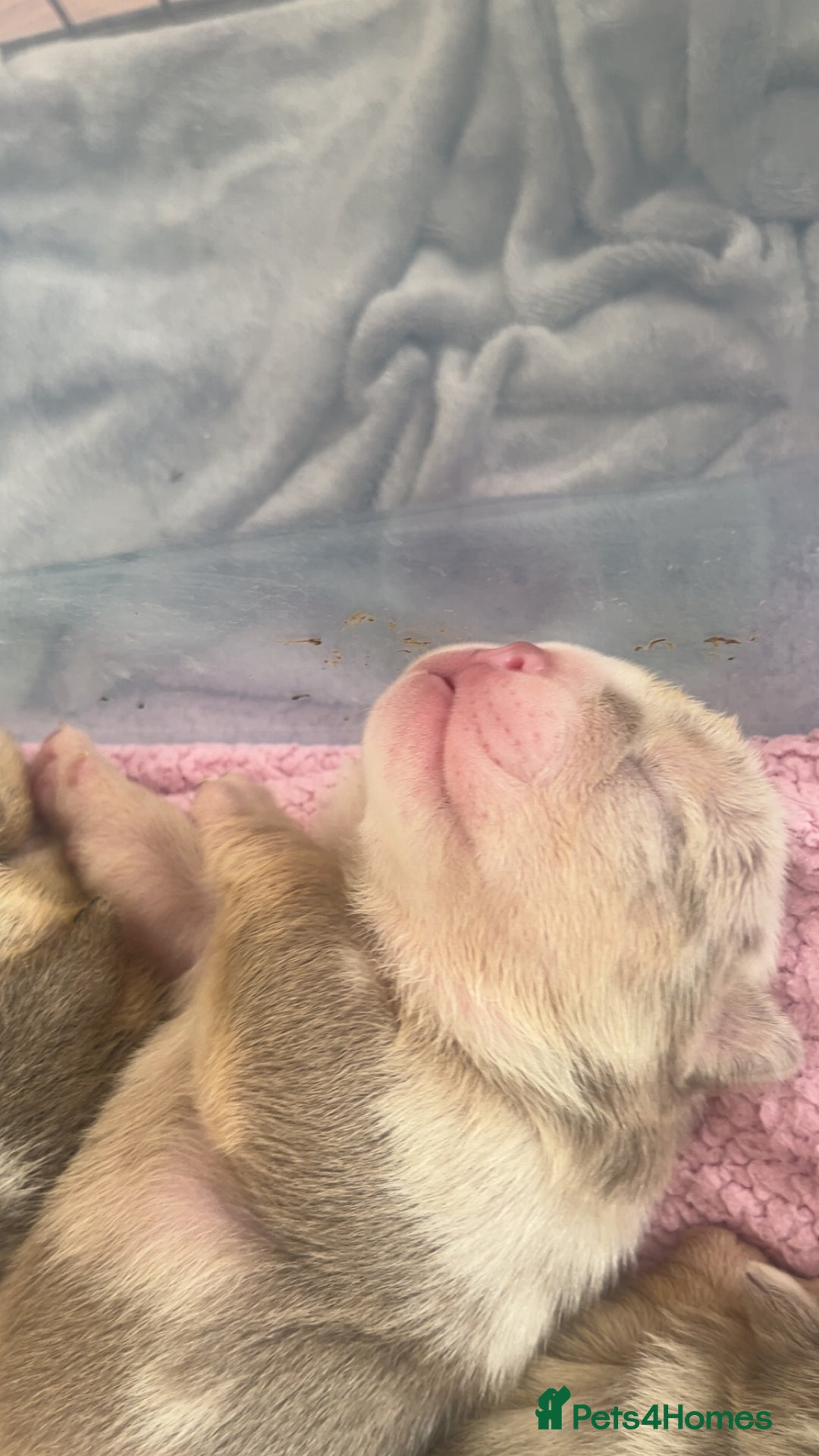 English Bulldog dogs for sale: English Bulldogs  - Image 4