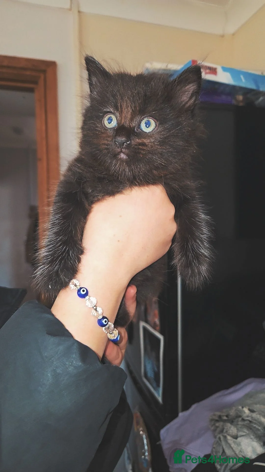 Mixed Breed cats for sale: BEAUTIFUL MIXED KITTENS - Advert 1