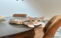 British Shorthair cats for sale: Cute kittens in Leicester - Image 3