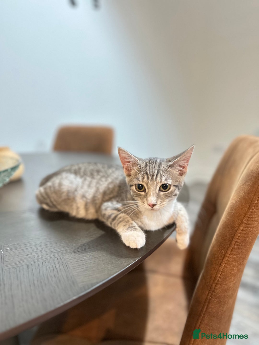 British Shorthair cats for sale: Cute kittens in Leicester - Image 3