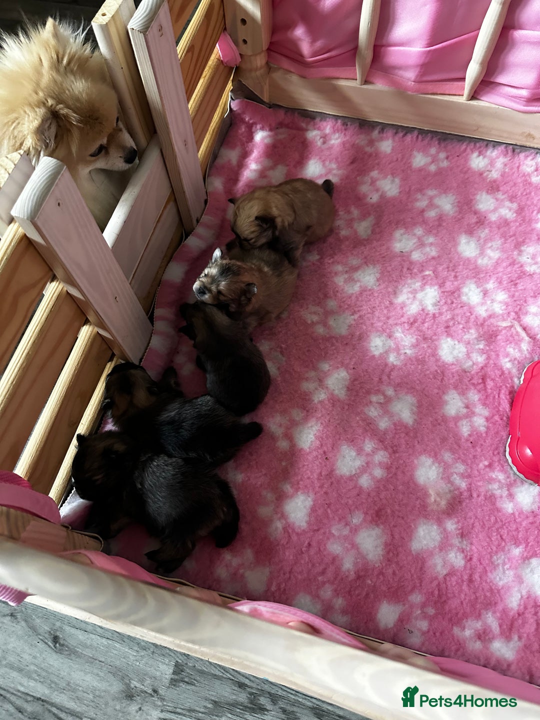 Pomeranian dogs for sale: GORGEOUS POMERANIAN PUPPIES 🐶🐶🐶🐶🐶 - Advert 16