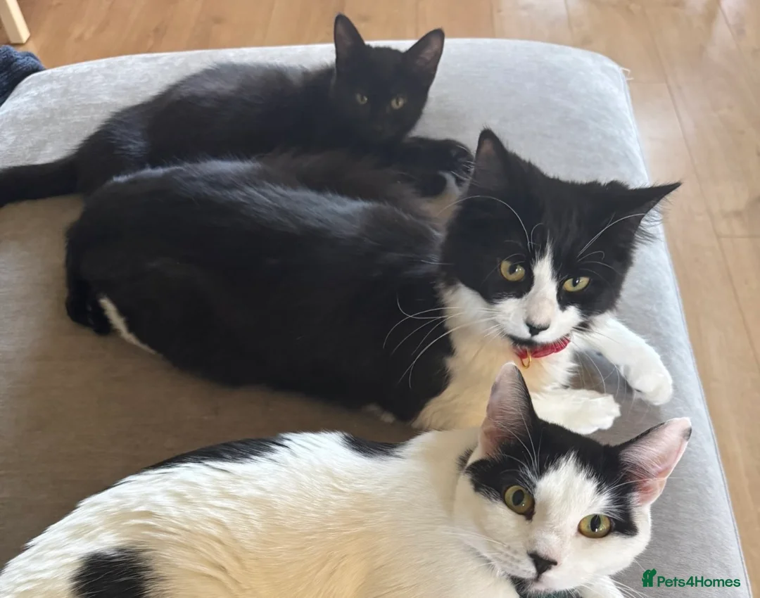 British Longhair cats for sale: 11 month old kitten & 5 month old kitten  - Advert 2